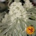 Bad Azz Kush - Barney's Farm